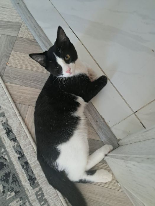 Котята в добрую семью