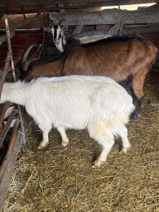 Schimb capre cu vaci , vitei , pui de bivol