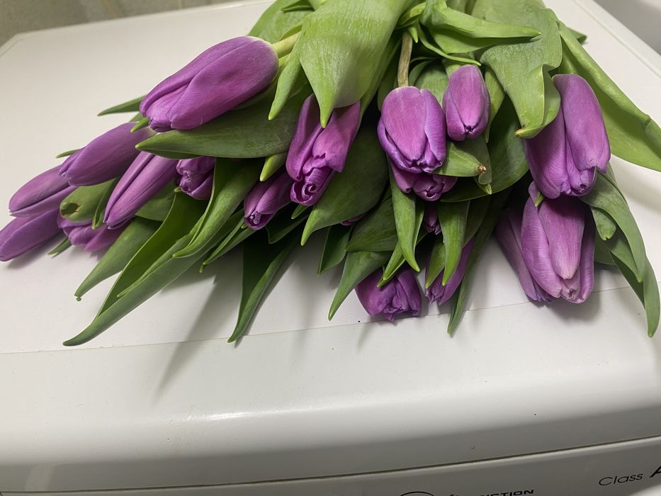 Тюльпаны к 8марта принимаем предзаказы