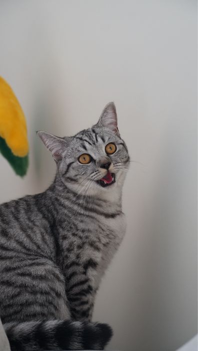 Отдам кошку скоттиш страйт