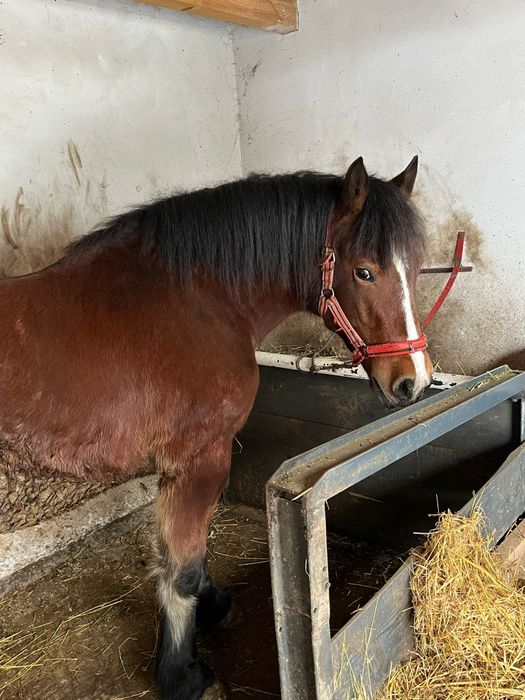 Vând mânză de un an jumate