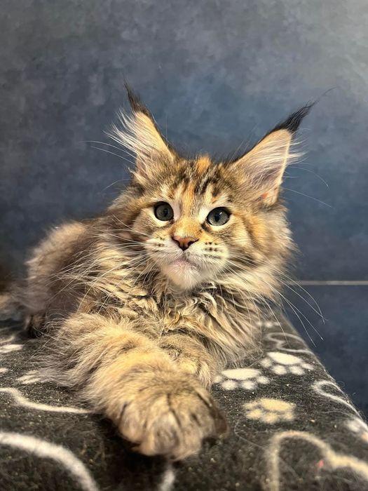 Maine coon puiut