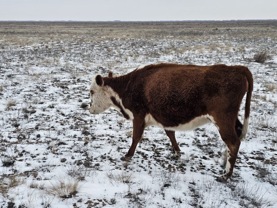 Кашар кунажын кашар сатылады