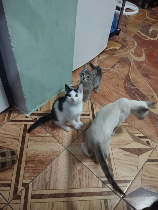 Отдам котят в хорошие руки