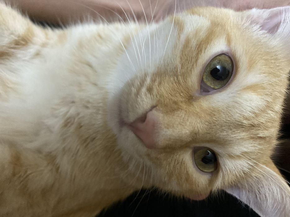 Котик василий ищет дом