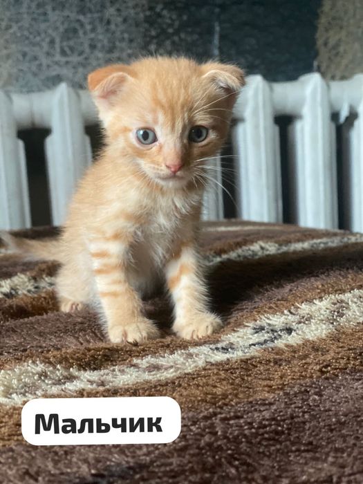 Котята в добрые руки!!!