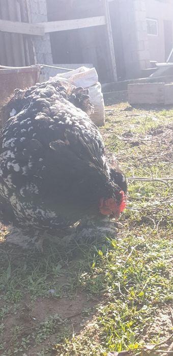 Продаётся кохинхин