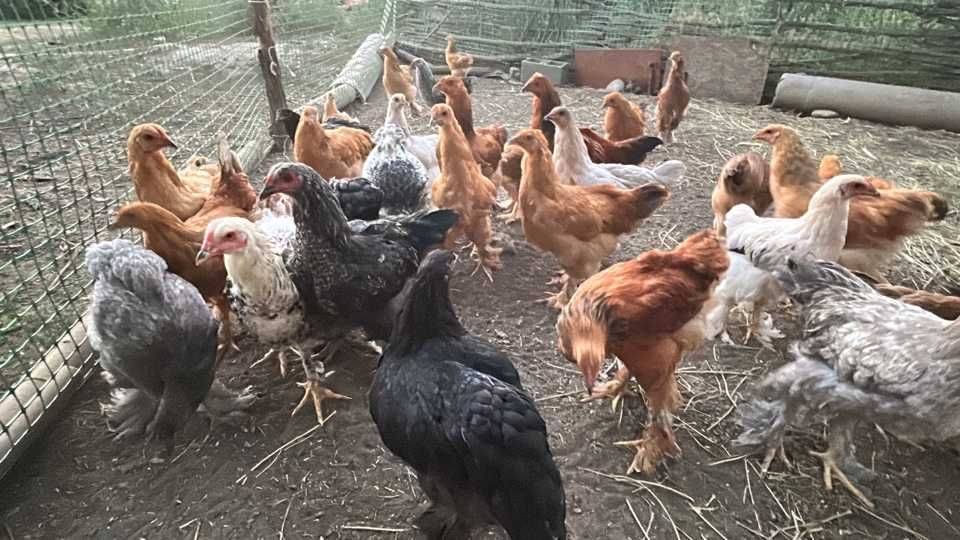 Продам молодых кур и петухов породы БРАМ
