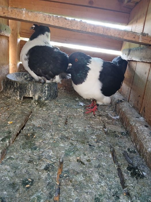 Porumbei king  , stroaseri