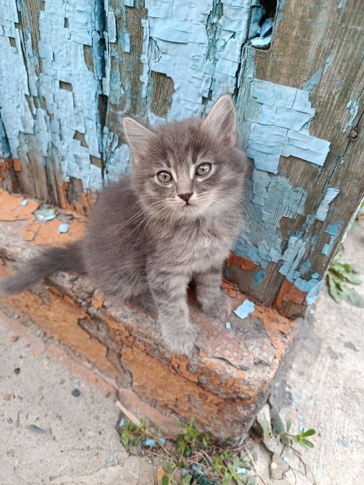 Котята в добрые руки!