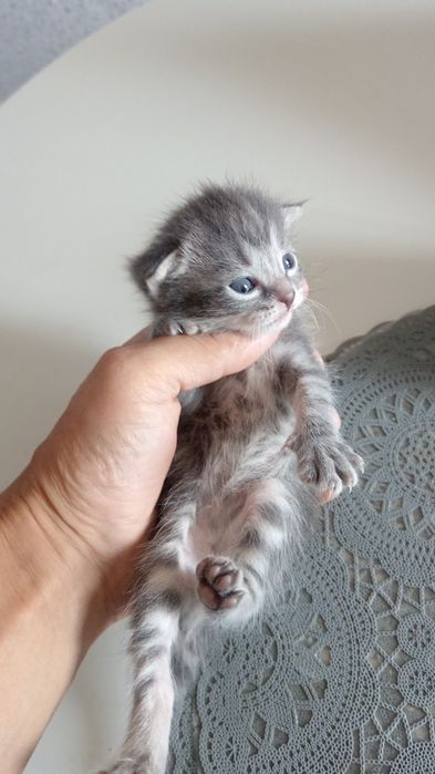 Котята домашние для