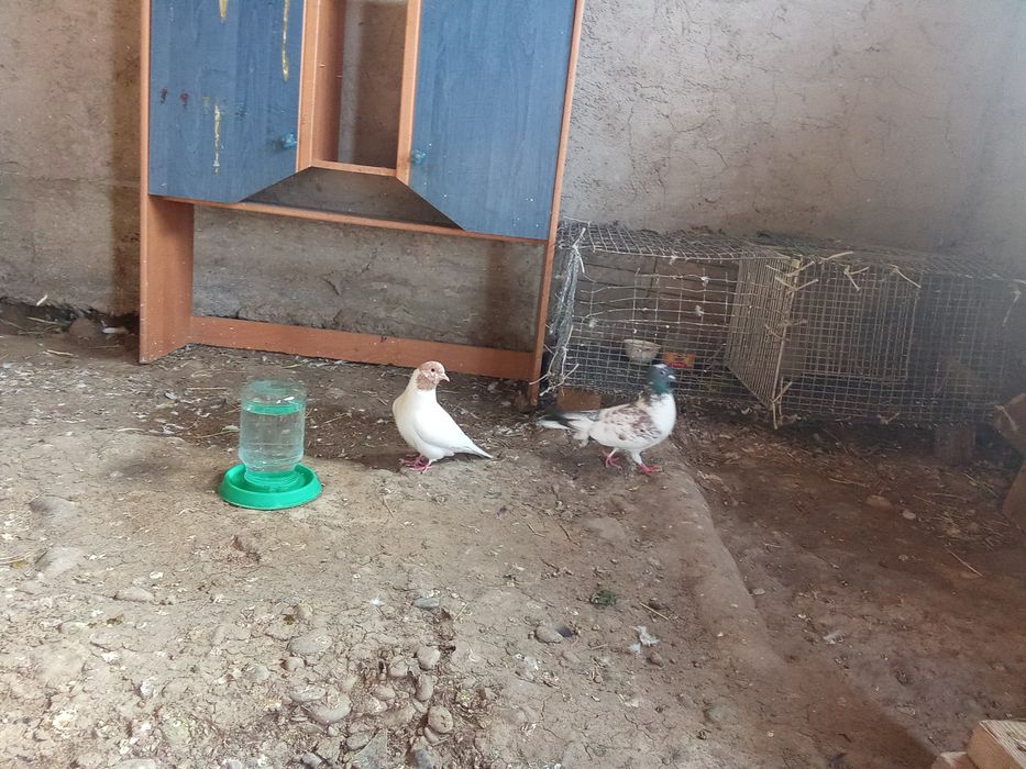 Кептер сатыладыы