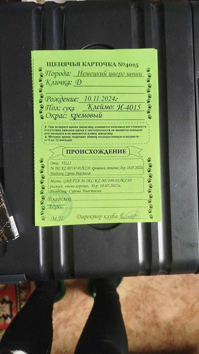 Продам щенков померанский шпиц