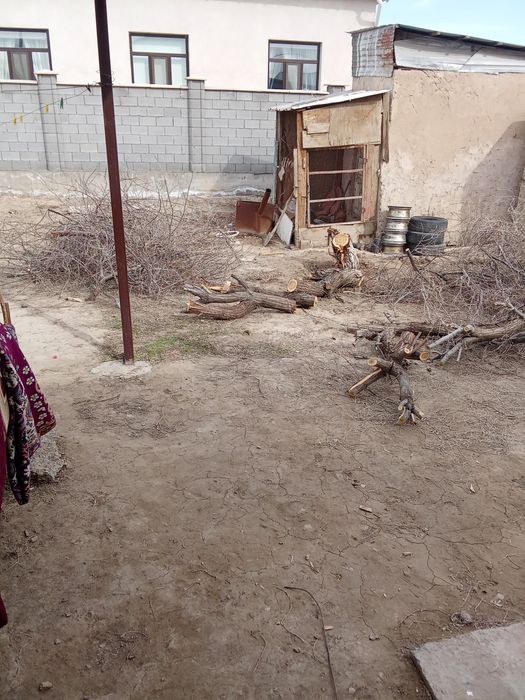 Тегін беріледі ағаштар