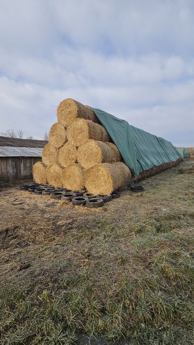 Baloti de paie calitate 1