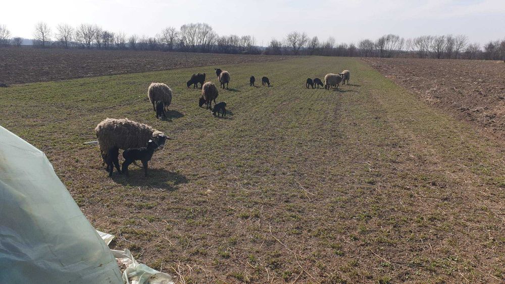 Vând Oi/Miei din Rasa Romanov
