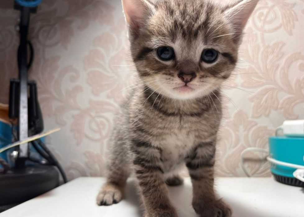 Британский котенок