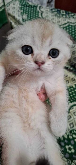 Скоттиш фолд. Кошечки