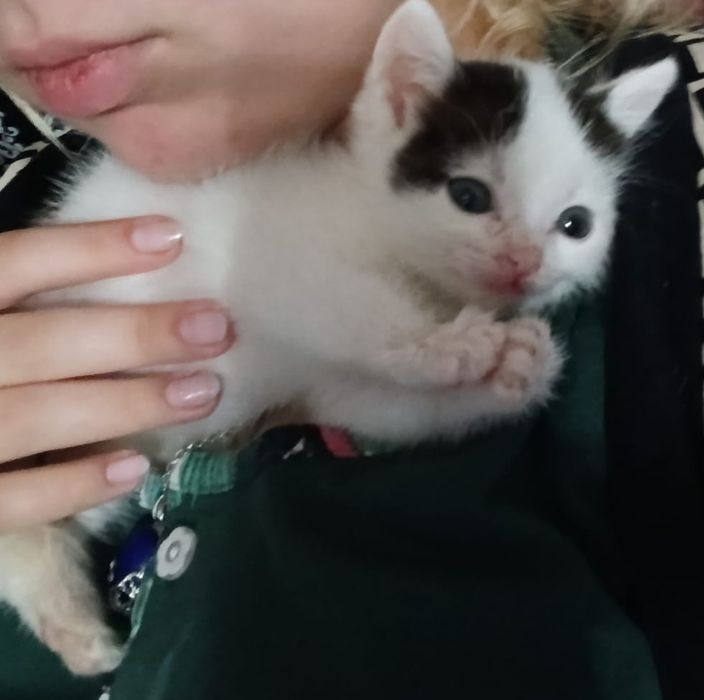 Отдам котёнка. Мальчик.