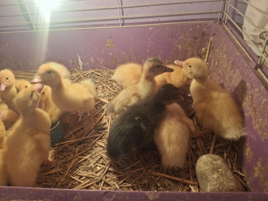 Vând boboci de rață