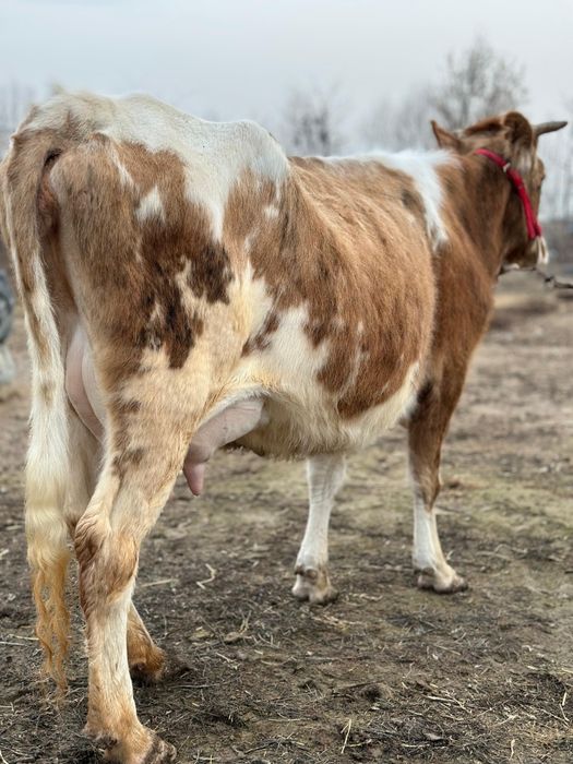 Парода симентал бзаулы сиыр