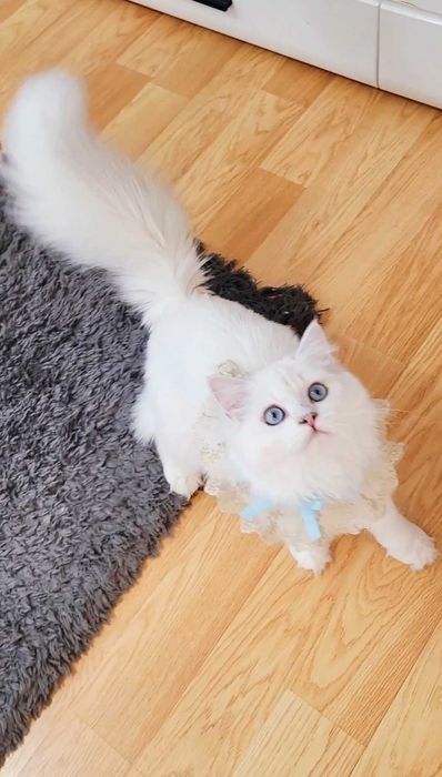 British longhair baietel alb cu ochi albaștri pedigree