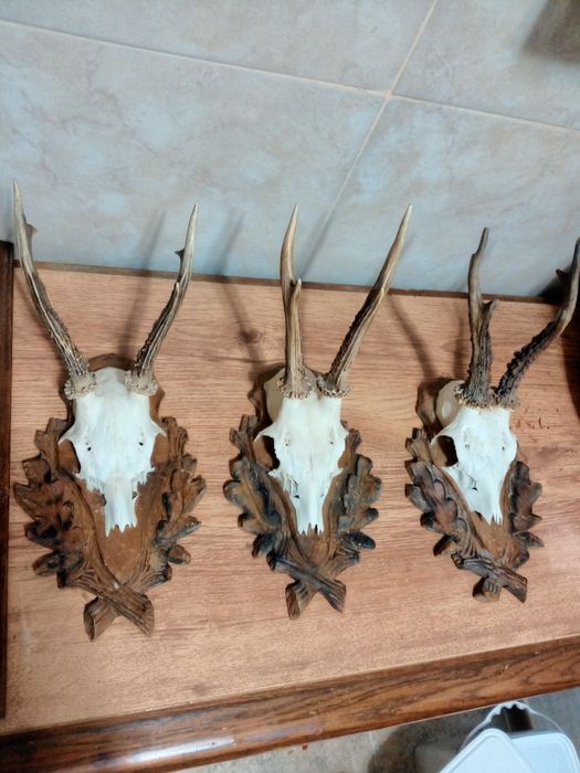 Еленски рога трофей