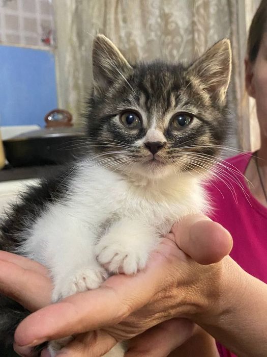 Отдам в добрые руки заботливый бесплатно