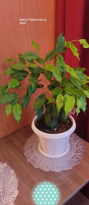 Продам комнатные цветы.