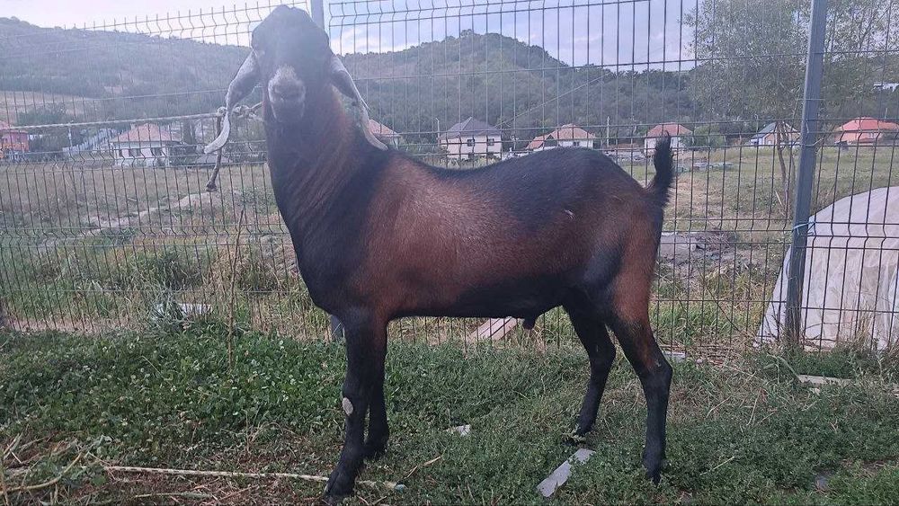 Tapisor/tapi si o ieduta Anglonubian de vanzare