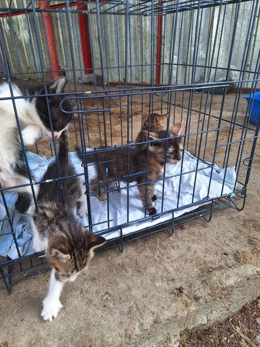 Продам котят в добрые руки