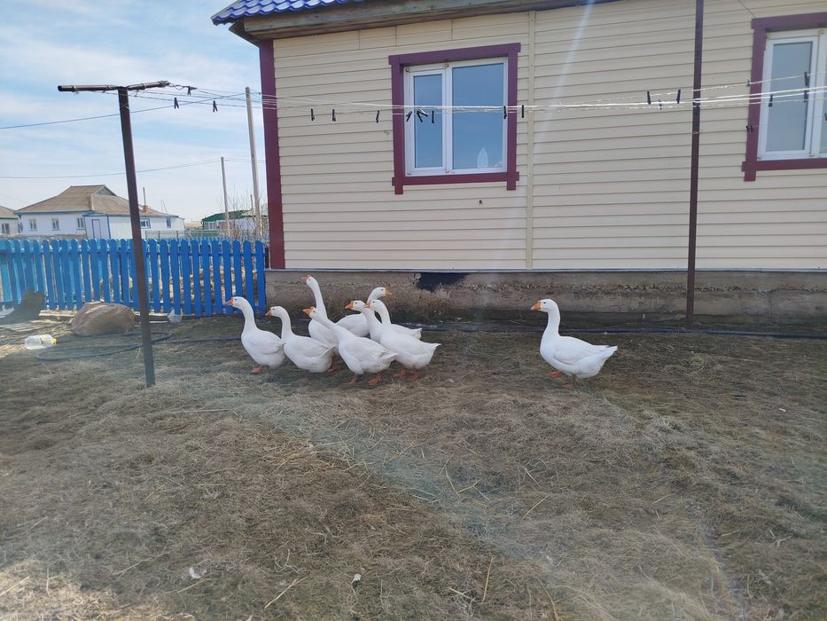 ИЯ кучинских кур