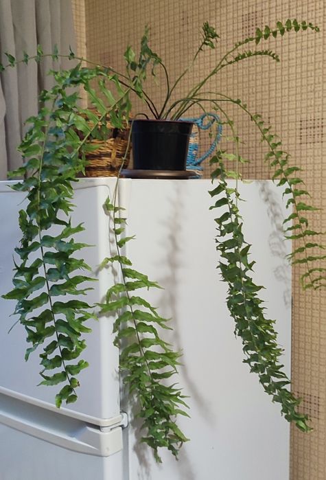 Папоротники комнатные