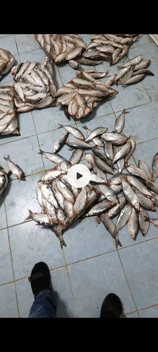 Рыба Пелядь свежемороженая