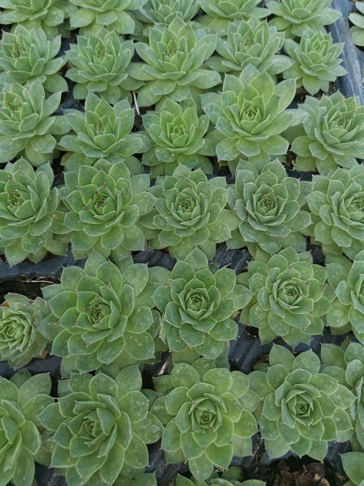 Plante pentru marturii