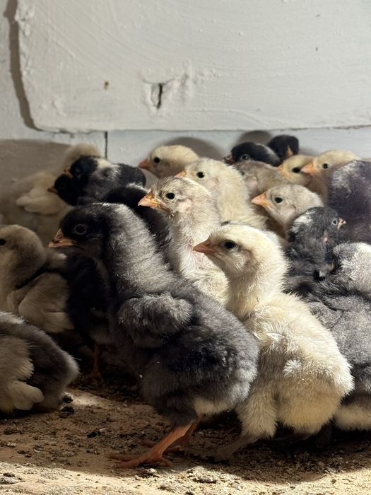 Продам цыплят породы плимутрок