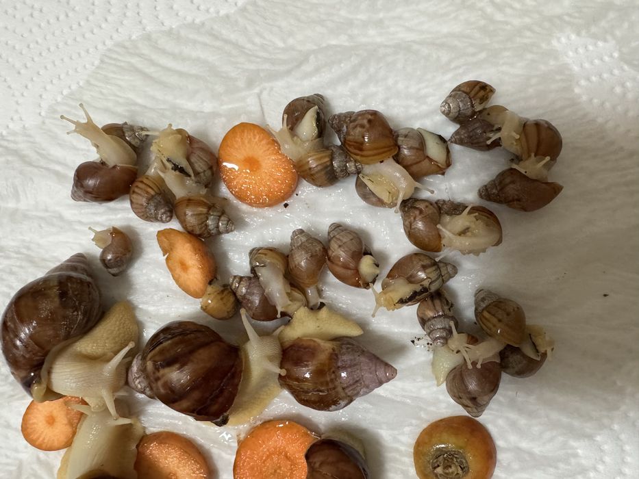 Улитки косметологические для лица убирают морщины