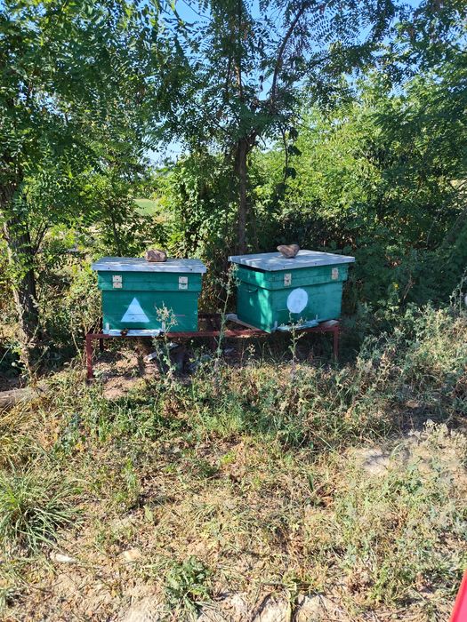 Vând 10 lăzi de albine,