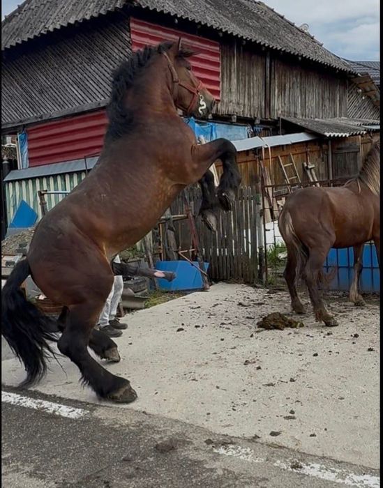 De vânzare armăsar