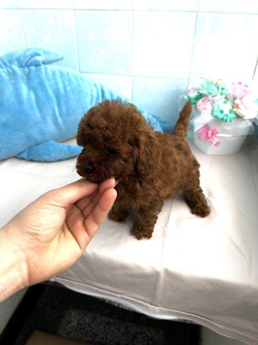 Poodle Toy/Пудел Той