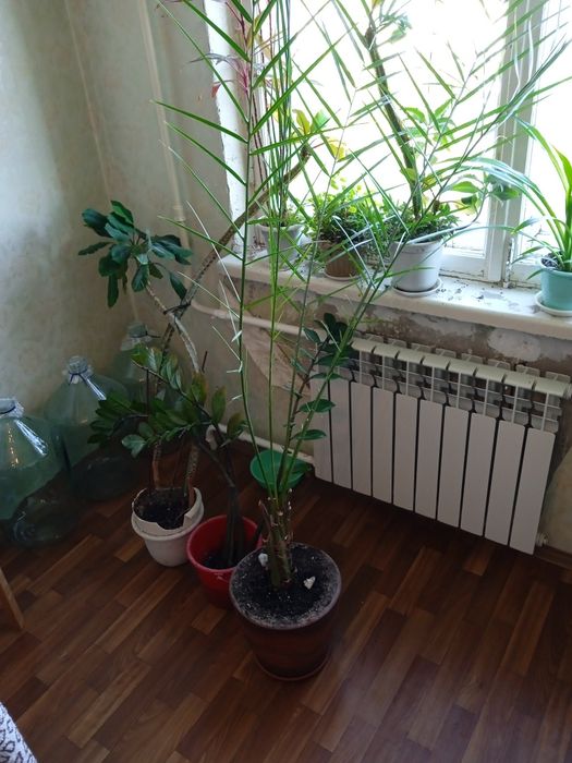 Продам финиковую пальму