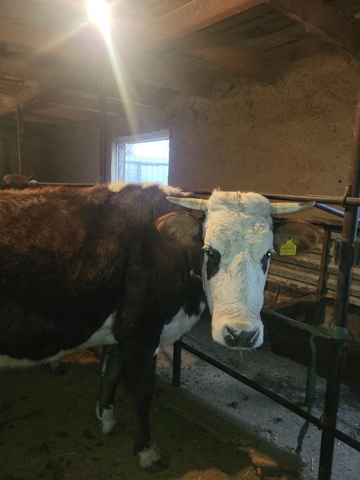 буаз сиыр сатылады ушыншы тума срочно