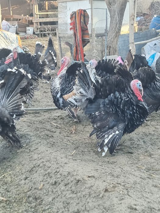 Индюк самец, Курка экрак