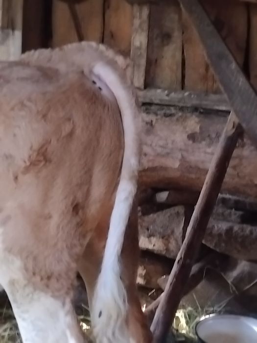 Se vinde vițel balțată românească de patru luni înțărcat mănâncă fin și făină amestec cu tărâțe.