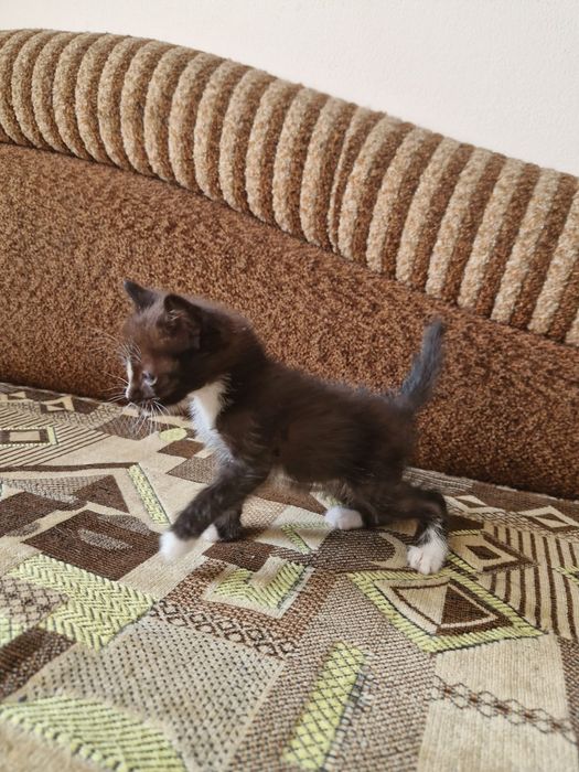 Котята мальчик, девочка