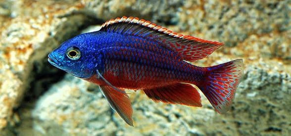 Копадихромис Боадзулу