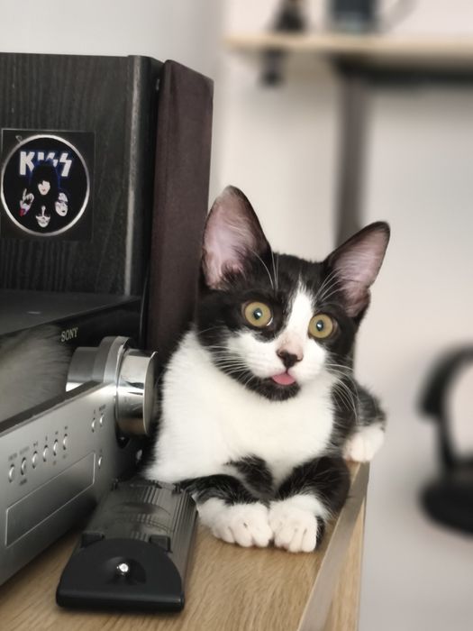 Adopție pisica 4 luni
