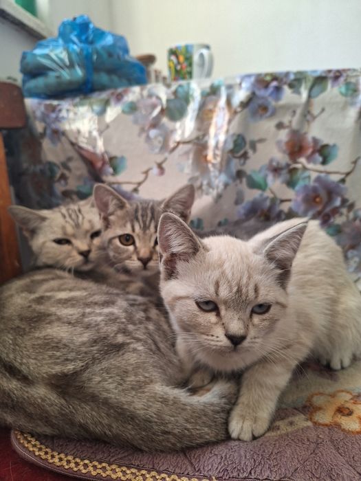 Кошка и котята отдам добрые руки