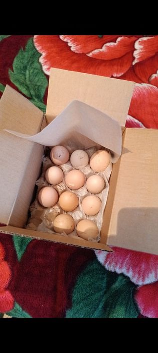 Бойцовский яйца жұмыртқа сатылады