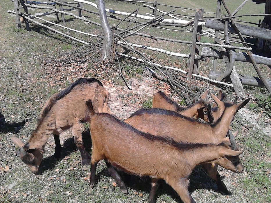 Iede si tapisori alpina franceza
